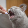 URINOVET CAT DILUTION