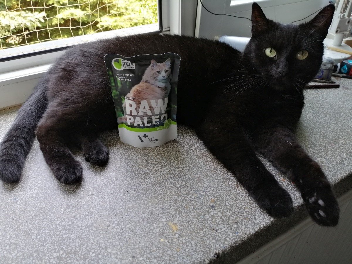 Kot leżący na parapecie z saszetką karmy mokrej RAW PALEO