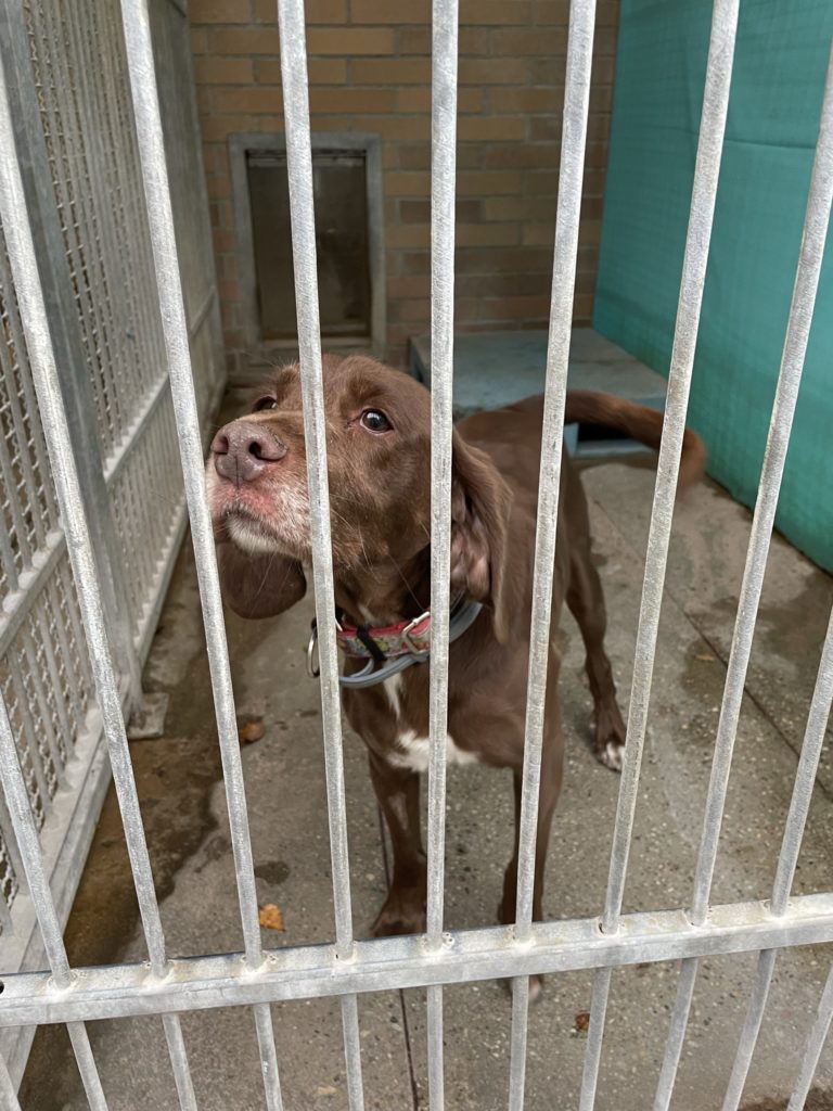 Pies za kratami, czekający w schronisku na adopcję