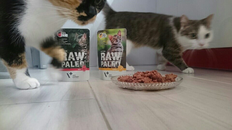 Koty jedzące karmę mokrą RAW PALEO