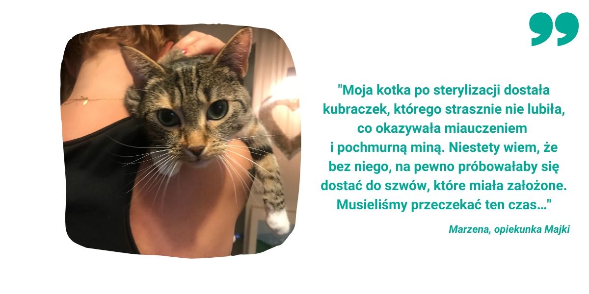 Opinia opiekunki kota na temat kubraczka pooperacyjnego