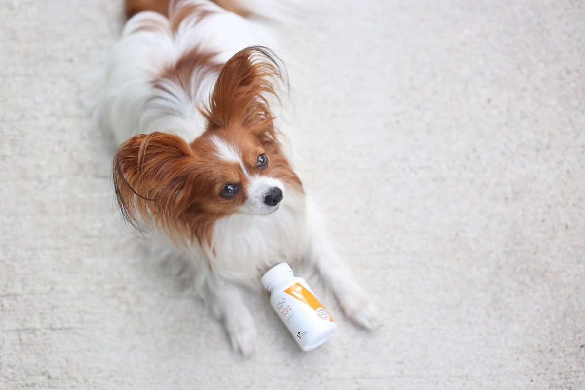 Pies papillon z suplementem VET EXPERT