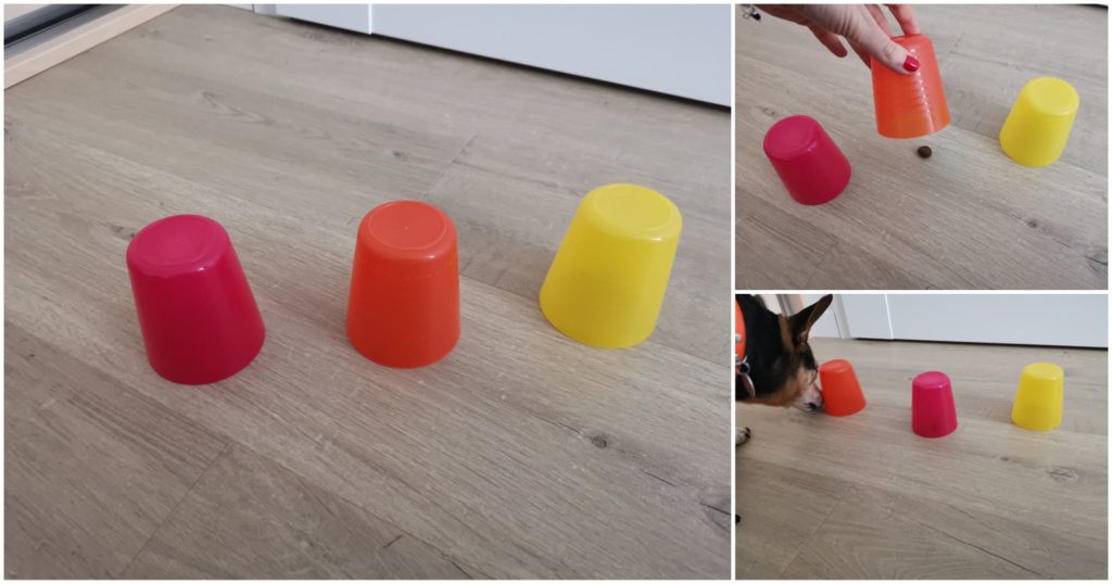 Kolorowe kubki z suchą karmą