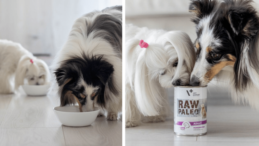 Psy jedzące mokrą karmę Raw Paleo