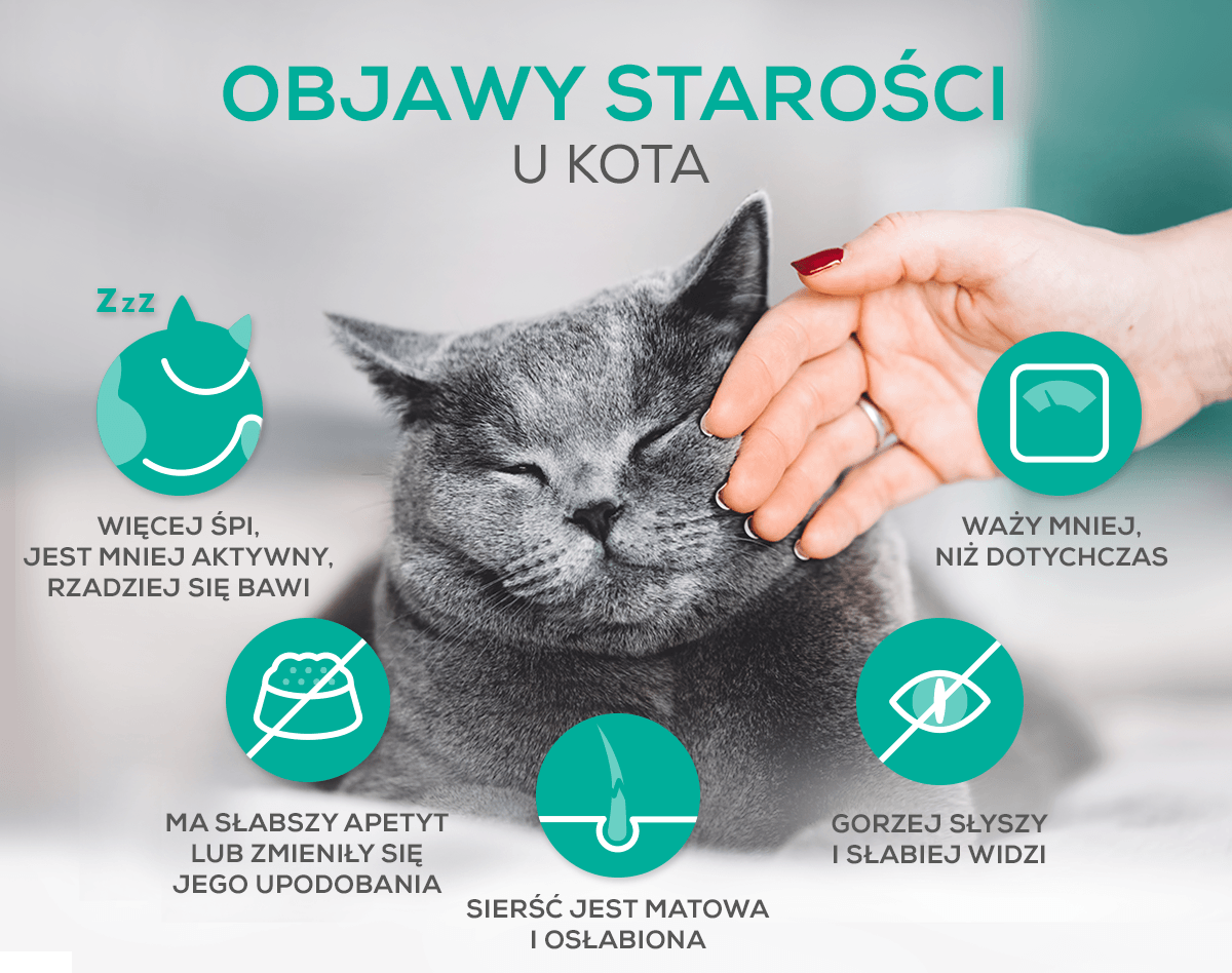 Objawy starości u kota